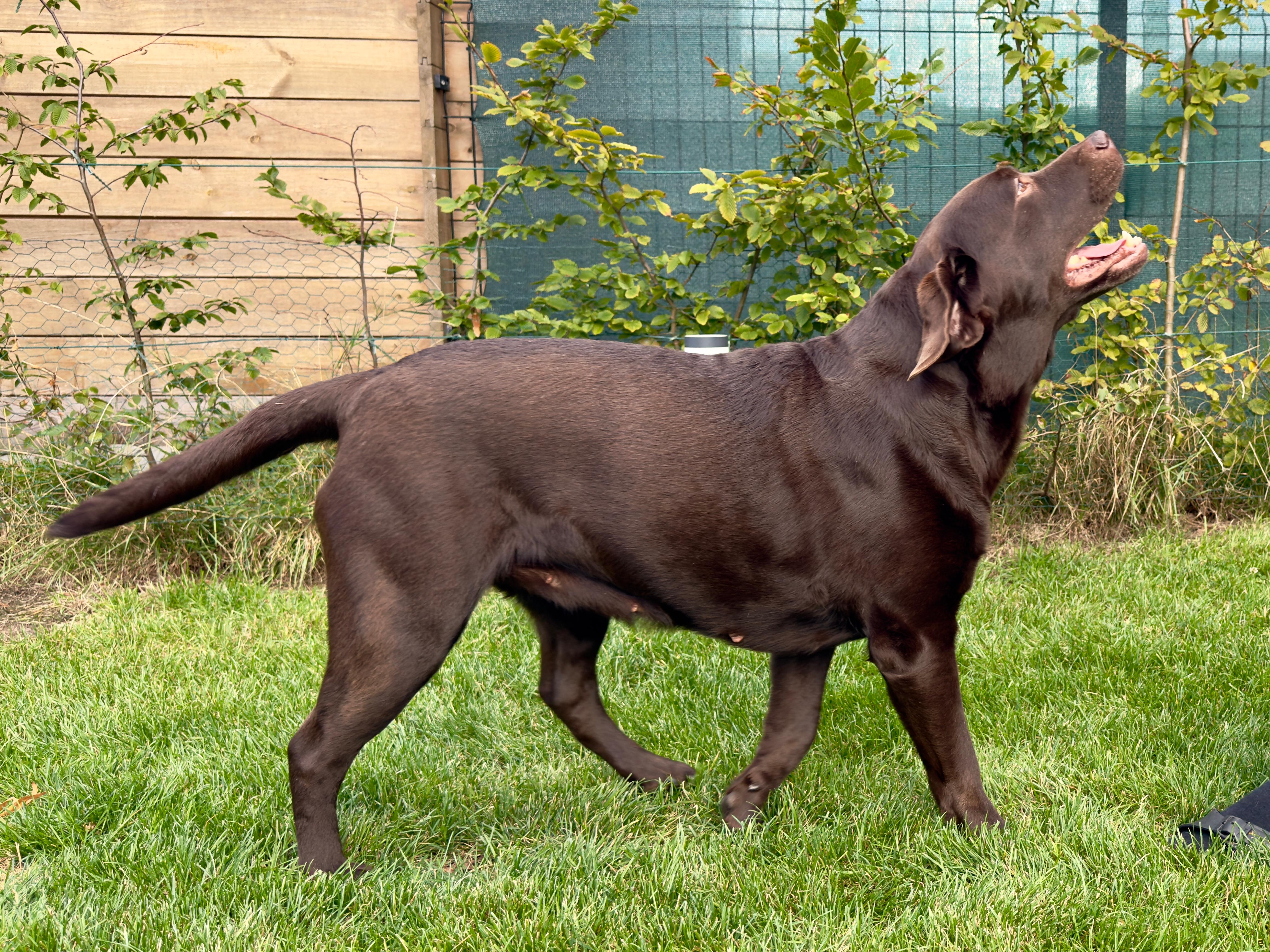 Moorings Hill - Labrador - Trix